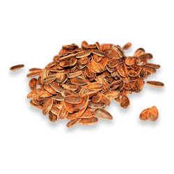 Girasol Enchilado Tr 1kg